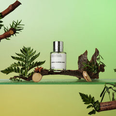 Dossier Aromatic Star Anise cap close-up highlighting premium details.