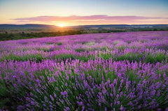 ECOS jabón lavanda, flor de lavanda visible para pausa relajante.