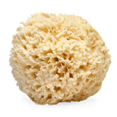 Esponja LATHER de lana marina natural 5-6 pulgadas, exfolia suavemente para piel suave