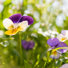 Weleda Skin Food Intensive Butter, ingredientes nutritivos para pieles sensibles.