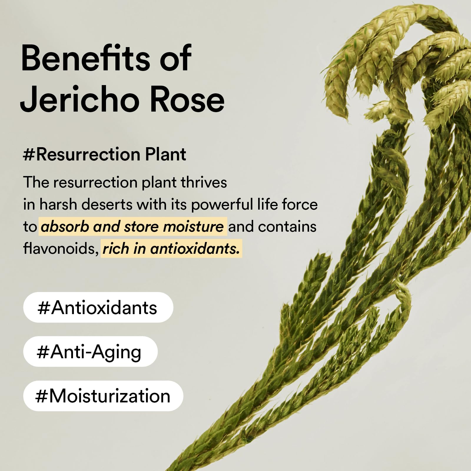 Abib Jericho Rose Crema envase 75ml para viaje