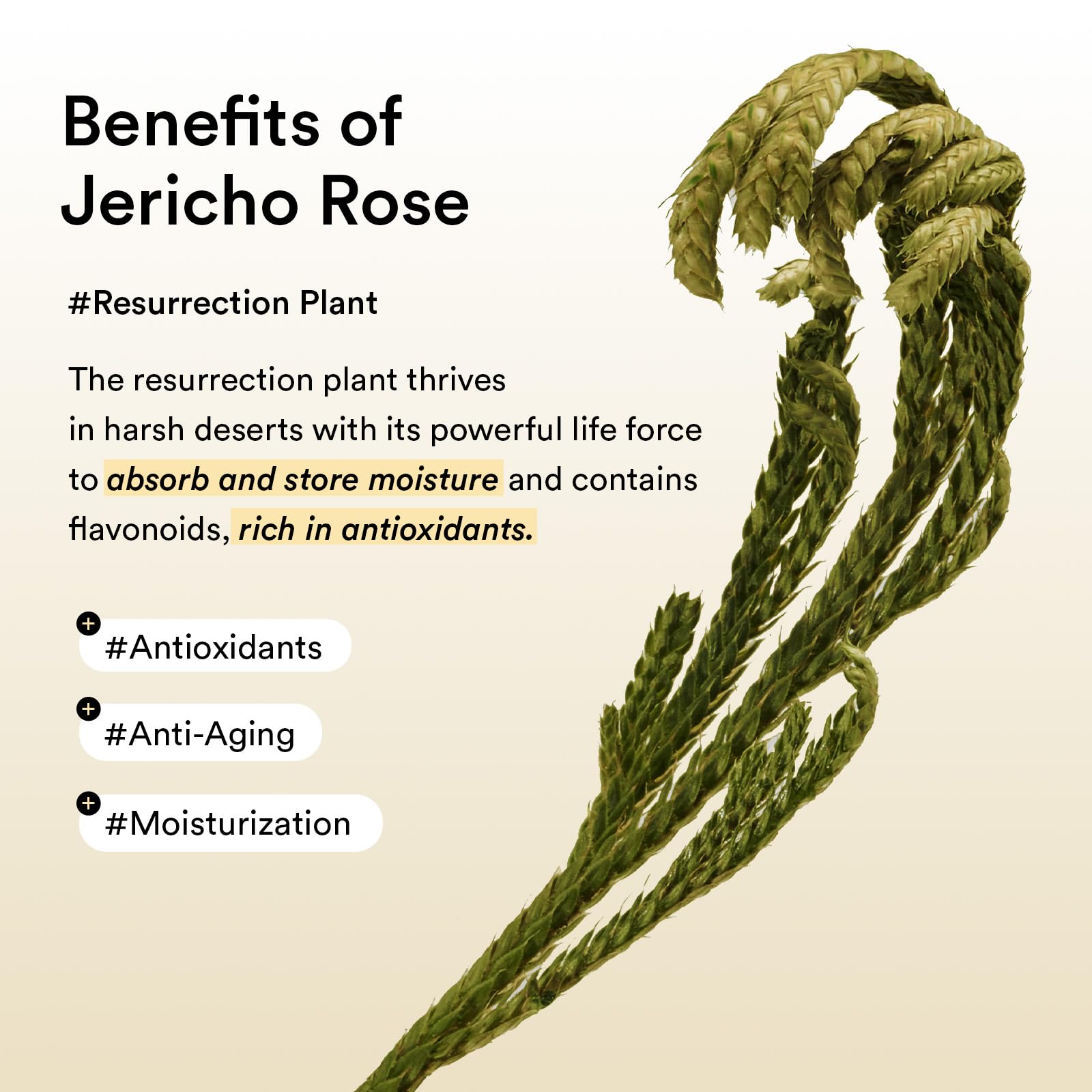 Jericho Rose Abib: uso multiárea en ojos, frente y cuello.