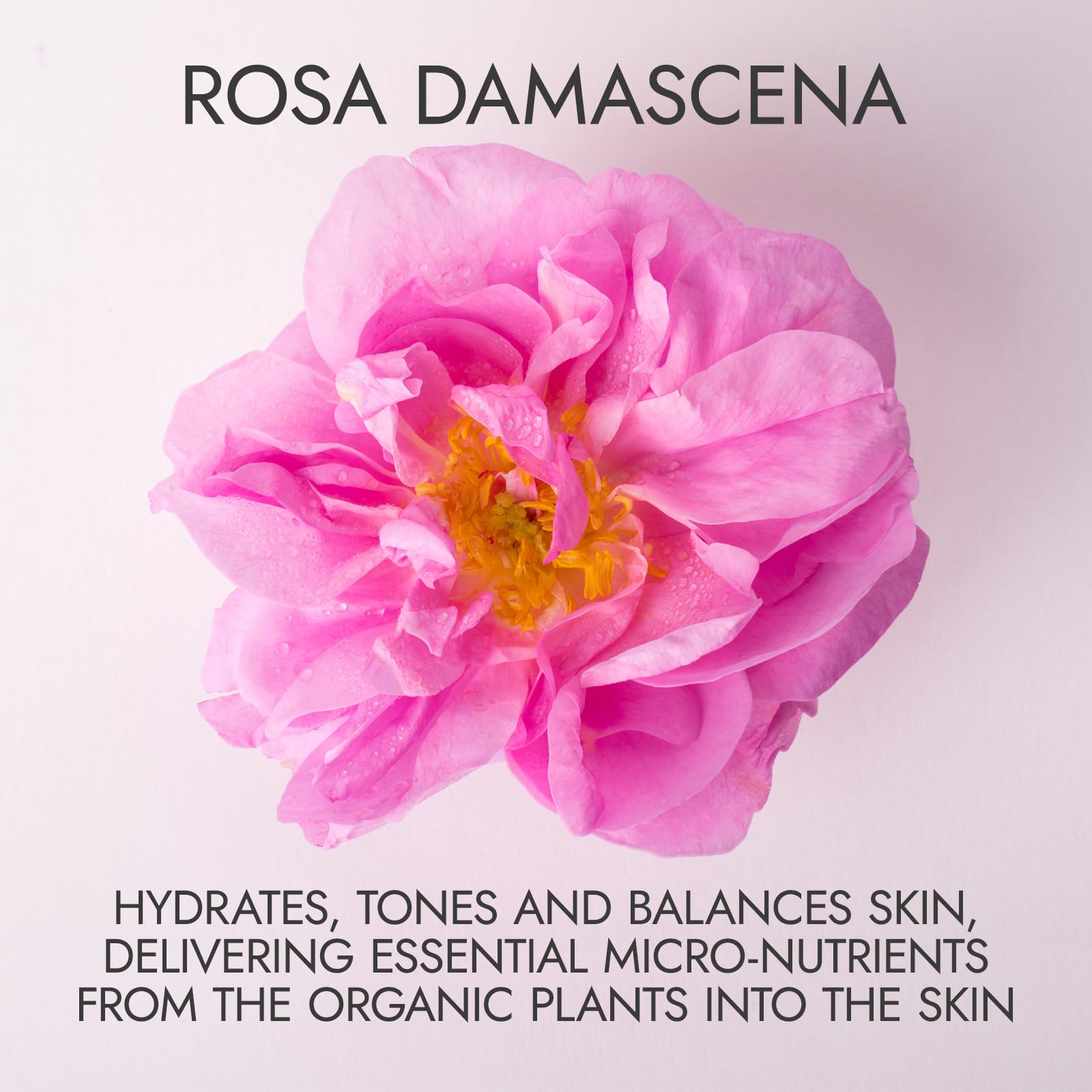 Rosas Damascena de Bulgaria en primer plano, aroma suave y beneficios para la piel.