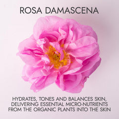 Rosas Damascena de Bulgaria en primer plano, aroma suave y beneficios para la piel.