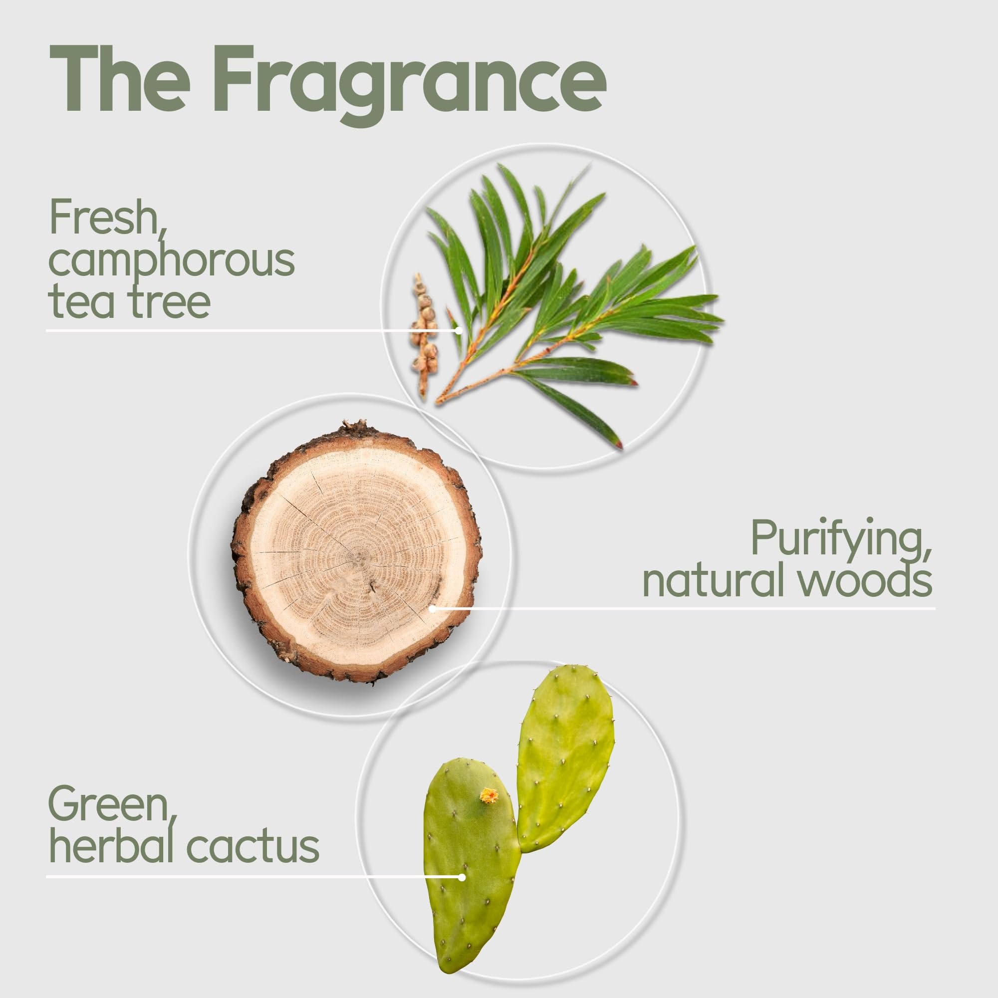 Arista Ayurveda barra champú uso diario con espuma lujosa.