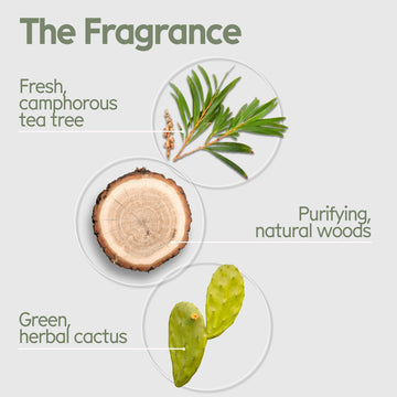 Arista Ayurveda barra champú uso diario con espuma lujosa.