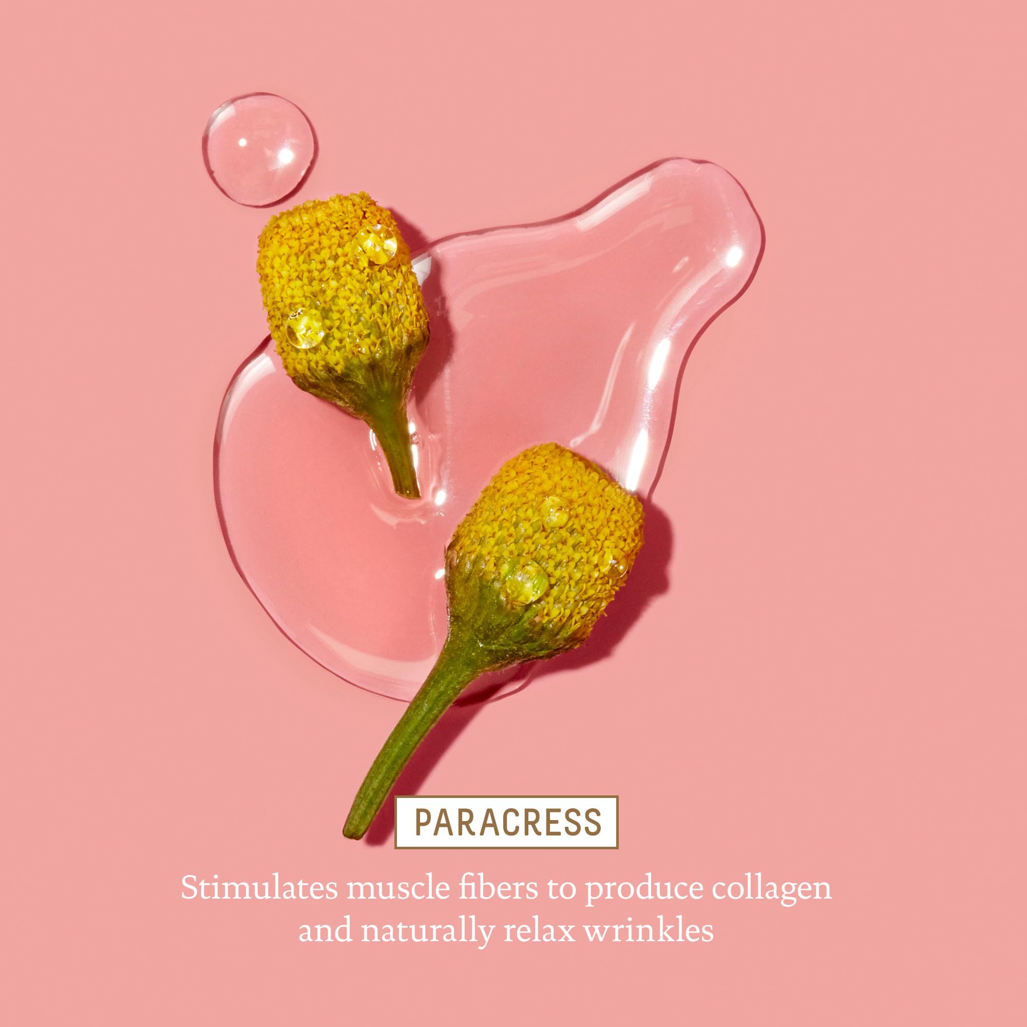 Extracto de paracress en BIOSSANCE Squalane y Marine Algae Crema de Ojos para firmeza suave.