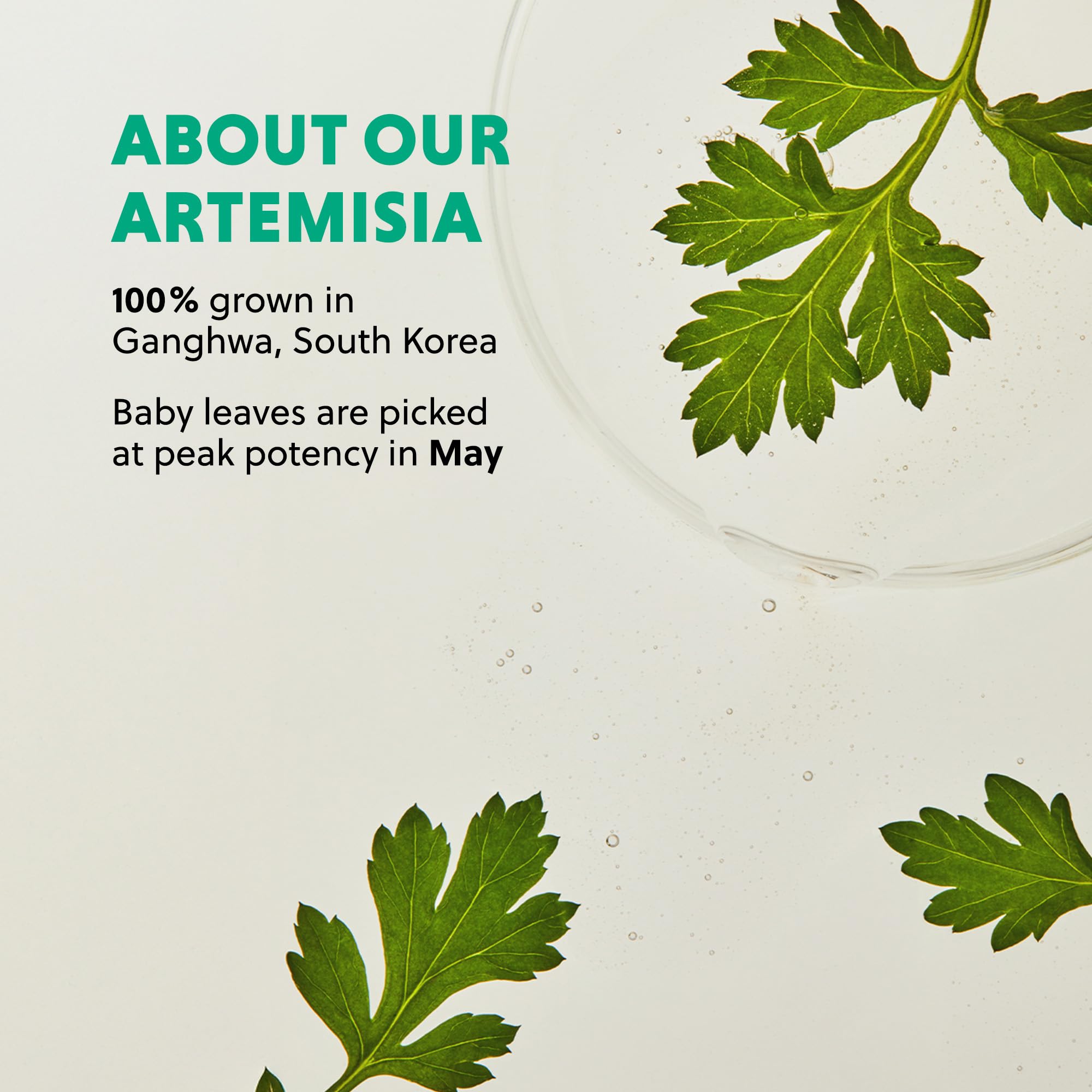 Hanyul Artemisia Gel Crema: vegana, no comedogénica y libre de irritantes comunes.