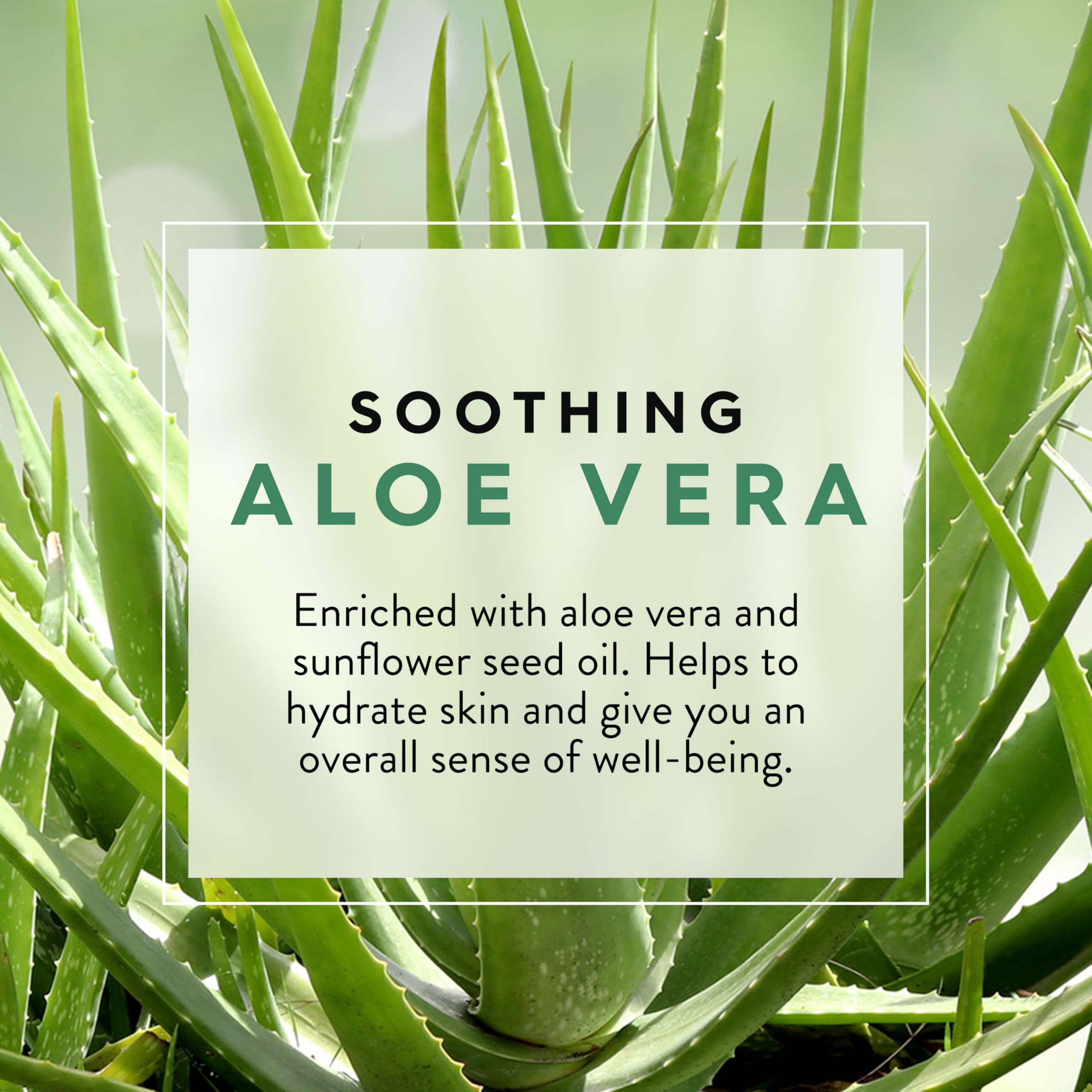 JASON Aloe Vera Gel de Ducha, ingredientes nutritivos que cuidan la piel durante la ducha.