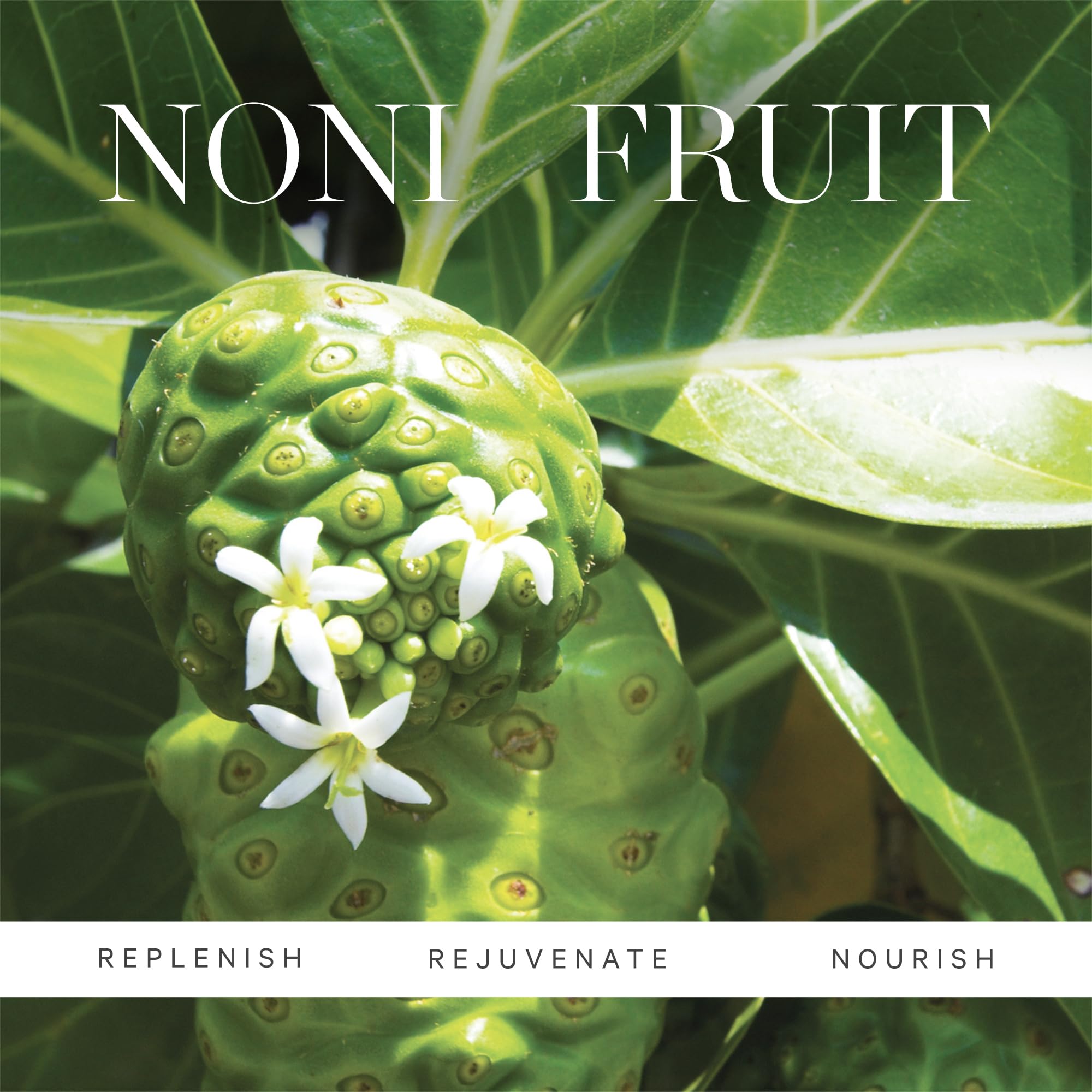 KORA Organics ingredientes: Noni, Tomate y Bambu Marino para el contorno.