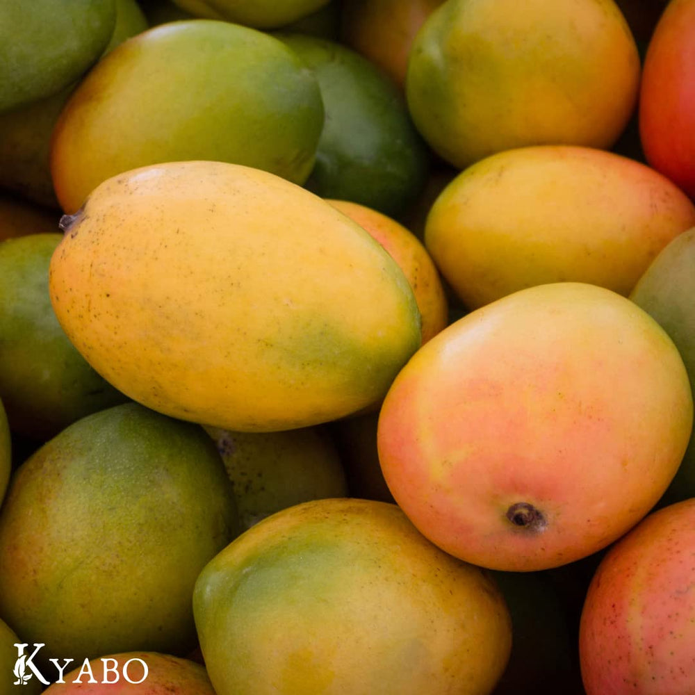Kyabo Mantequilla de Mango Puro favorece cabello más grueso y fuerte.