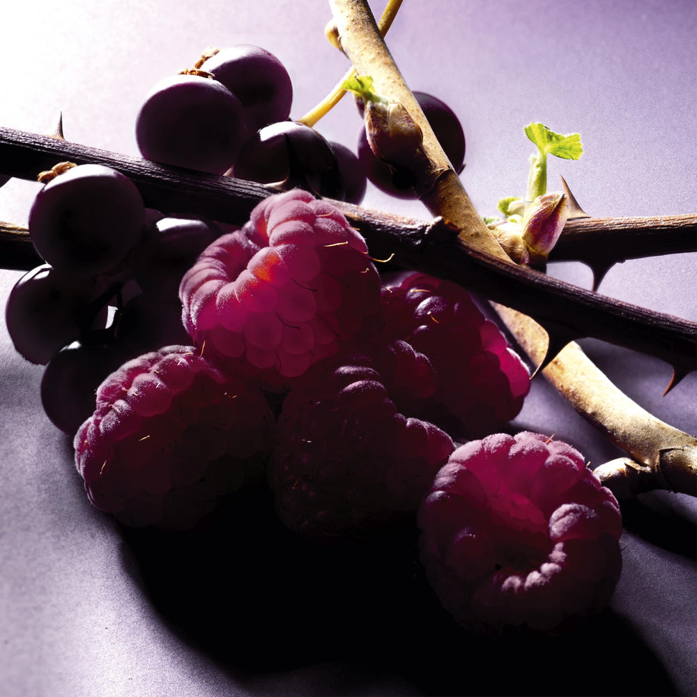 Lancôme Trésor Midnight revela notas de cassis, perfuma con calidez para eventos.