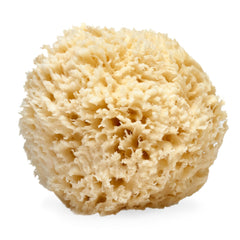 Esponja LATHER de lana marina natural 5-6 pulgadas, exfolia suavemente para piel suave