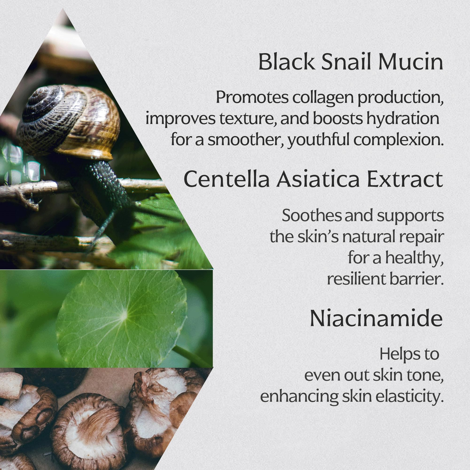 Cacao y extractos con propiedades nutritivas en la fórmula de MIZON.