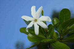 Monoi Tiki Tahiti: fragancia tiare para una experiencia sensorial tropical.