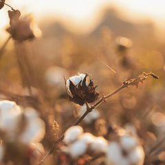 Organyc bolas algodón orgánico certificado eco, ideal para cuidado suave.