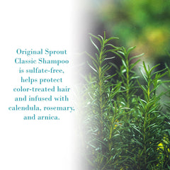 Champú Original Sprout con ingredientes botánicos para cuidado suave diario.