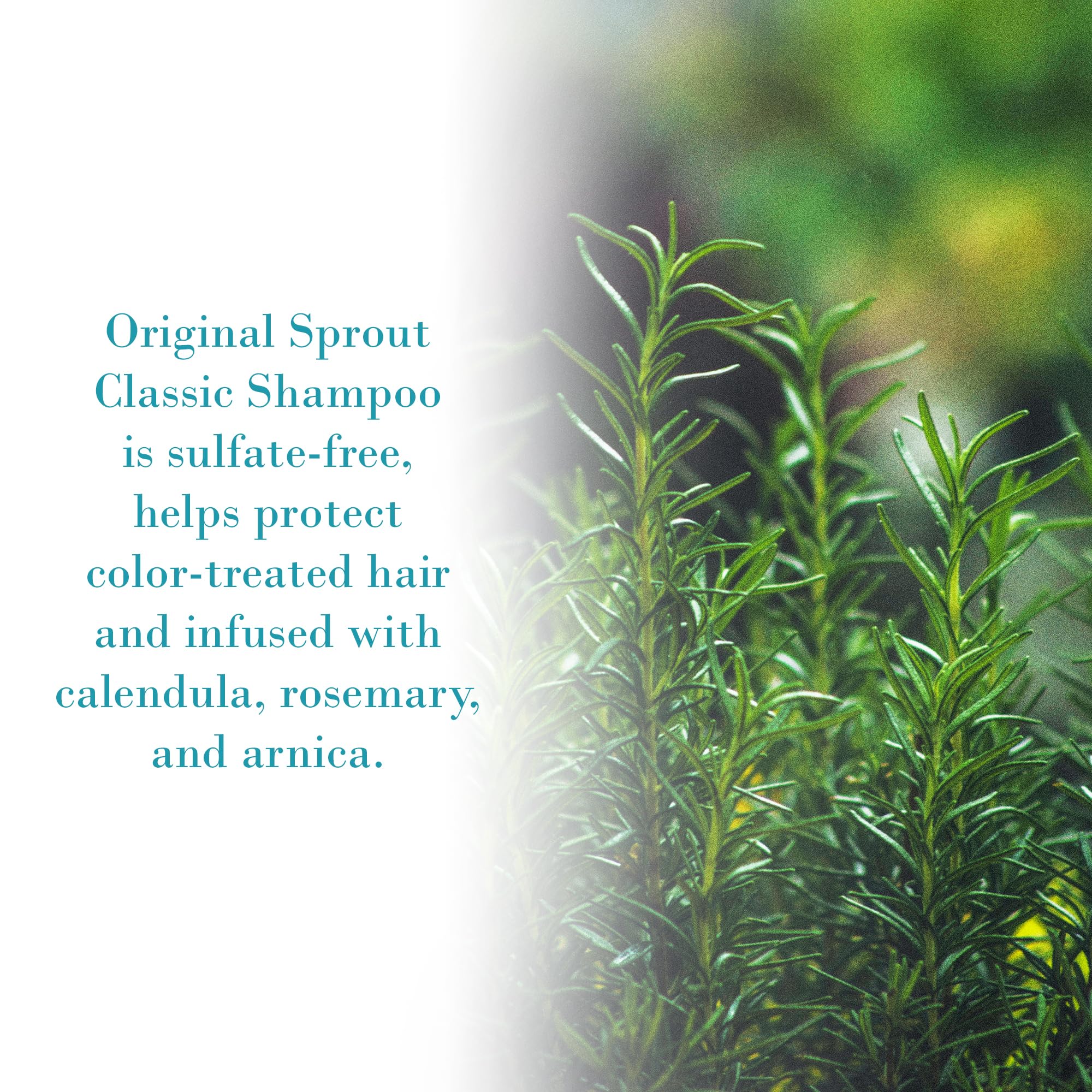 Original Sprout Classic Shampoo con espuma cremosa para brillo y limpieza.
