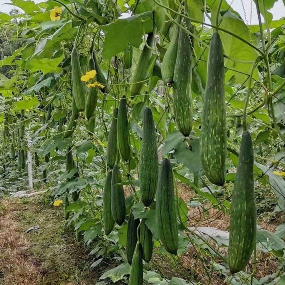 Rainlily Wen lufa ecológica para limpieza sostenible