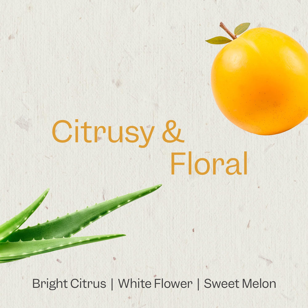 Renpure champú Marula Aloe: espuma cremosa que limpia sin resecar.