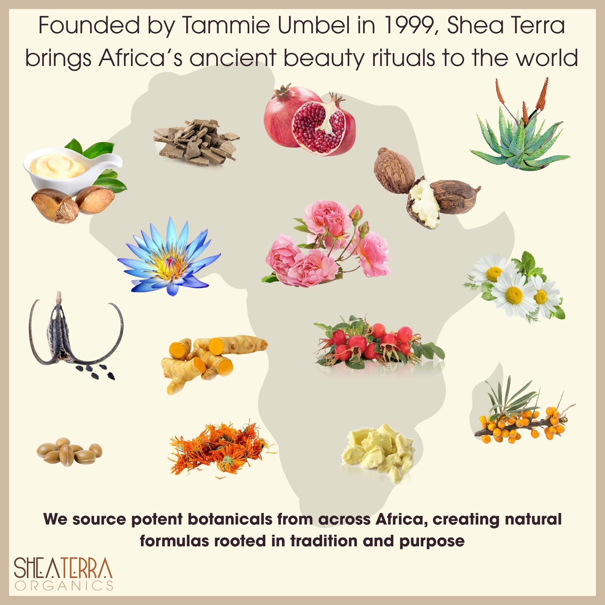 Aceite de semilla negra egipcio de Shea Terra Organics para cabello y piel, nutrición suave.