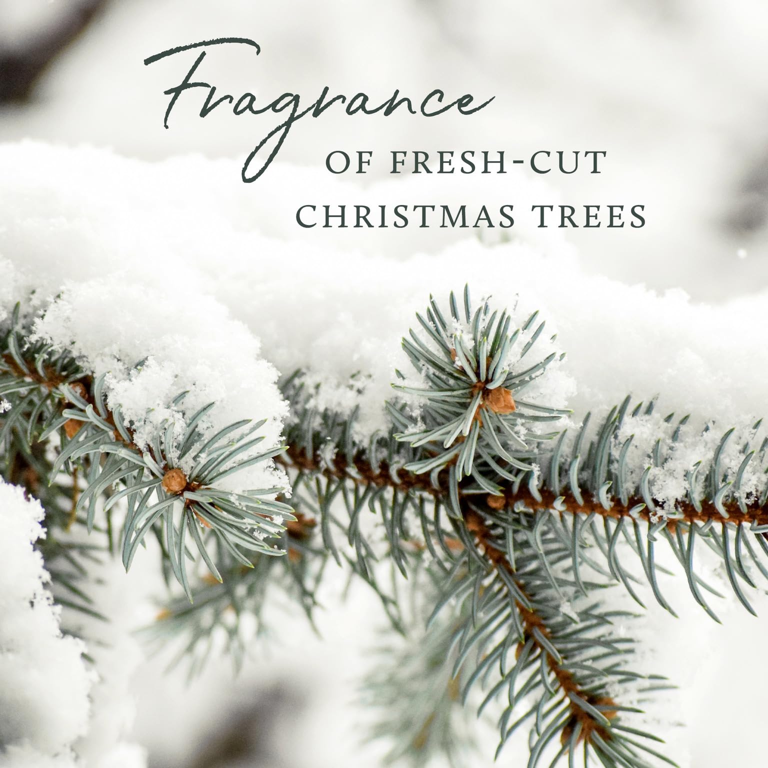 Thymes Frasier Fir aroma fresco para bienestar diario