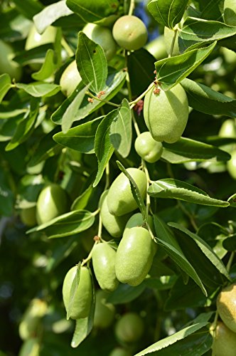 US Organic Aceite de Jojoba: controla frizz y suaviza el cabello.