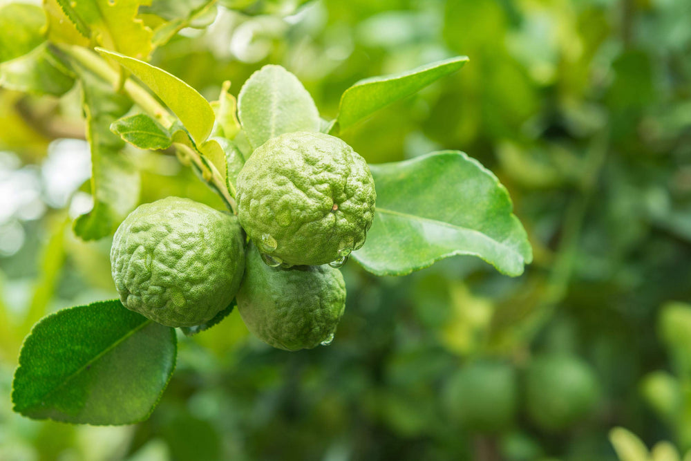 US Organic Bergamot: producto natural sin toxicos para aromaterapia