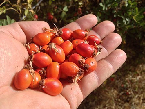 US Organic Cuidado de uñas: nutre uñas quebradizas.